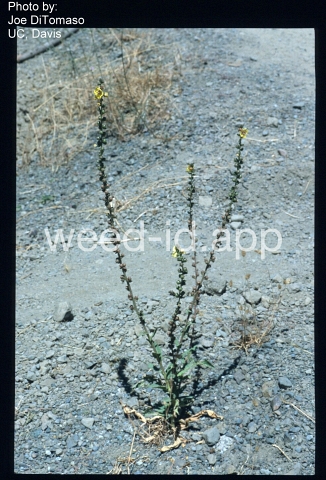 mullein, purplestamen